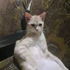 mbaksari__