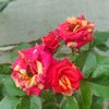 putrijeany