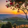 waleed.ahmed53