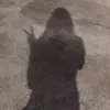 pheovtk27
