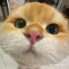 bbi_quinmiuu