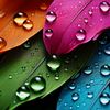 hoorain.amir