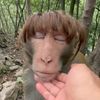 saya_monyet123