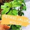 petani_jalur_wolu