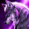 wolfdayne123