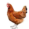 claitongalinhaoficial