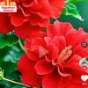 camellia_serenade