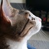 misbahuddin_humanoid