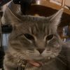 pinnacleofcats