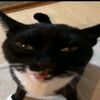 orkythepoopsniffer