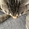ilovemycatgraciewah