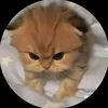 _tnhuyentran11