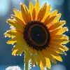 bmv_881
