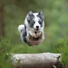 bailey.blue.merle