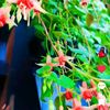 theintthu056