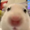 hhhhhnsja