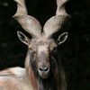 alisheikh7671