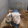 silver.cute