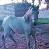 ziad.abul.hassan