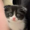 barrymorethecat