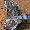 naim.uddin70