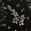 liya125_1