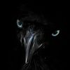 blackbirdarredond