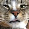 apocalyptickitten8