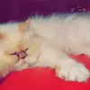 kittymarienguyen