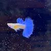 me_guppy97