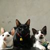 Kucing Rantau