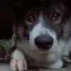teachmehowtopanpan