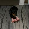 gapp3d_by85