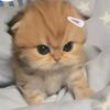 liana_9160
