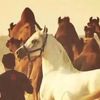 قرناس🇸🇦