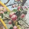 _ibpn28.lovend_