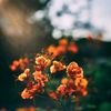 srialbiy04