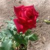 sidahmed77707