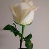 dolores.mena43