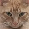 cat_panzon