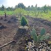 sudanese_farmer_diary