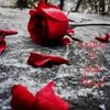 noor.alhalabi0
