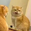 soyabeancurd_desu