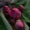 _pthaor6