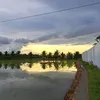 calocxanh_004