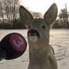 lolloki090