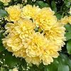 hasim__10