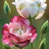 farzana.akter019