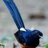 saman.de.cabruta