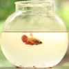 afishbowlofficial